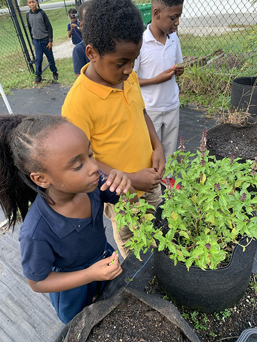 Two students tending basil plants in the Earth 2 Table garden