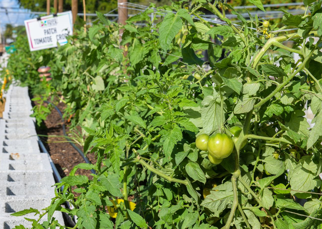 Rows of tomato plants growing at the Dania Beach PATCH garden