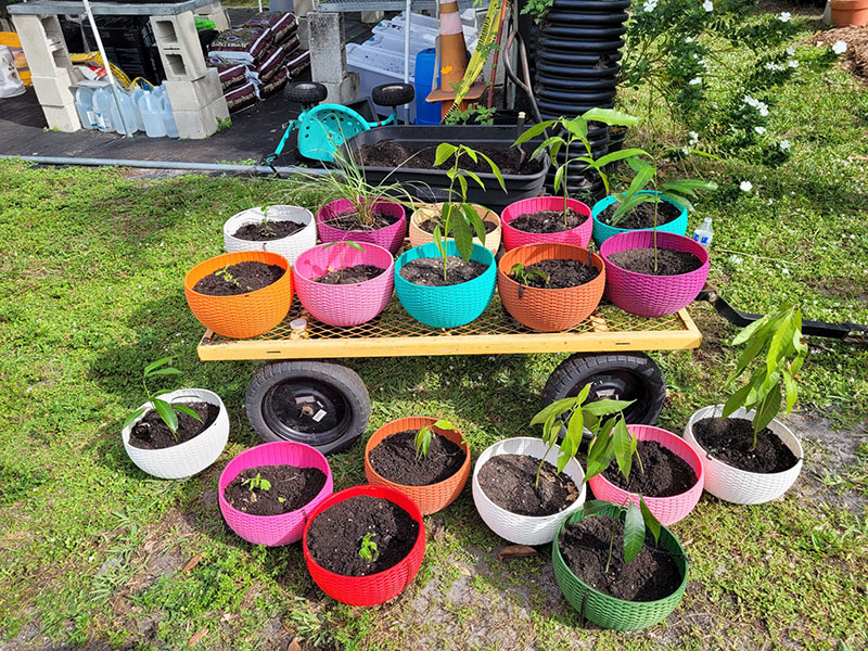 Colorful pots of seedlings ready for the Earth 2 Table garden